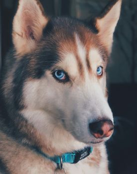 German Shepard 